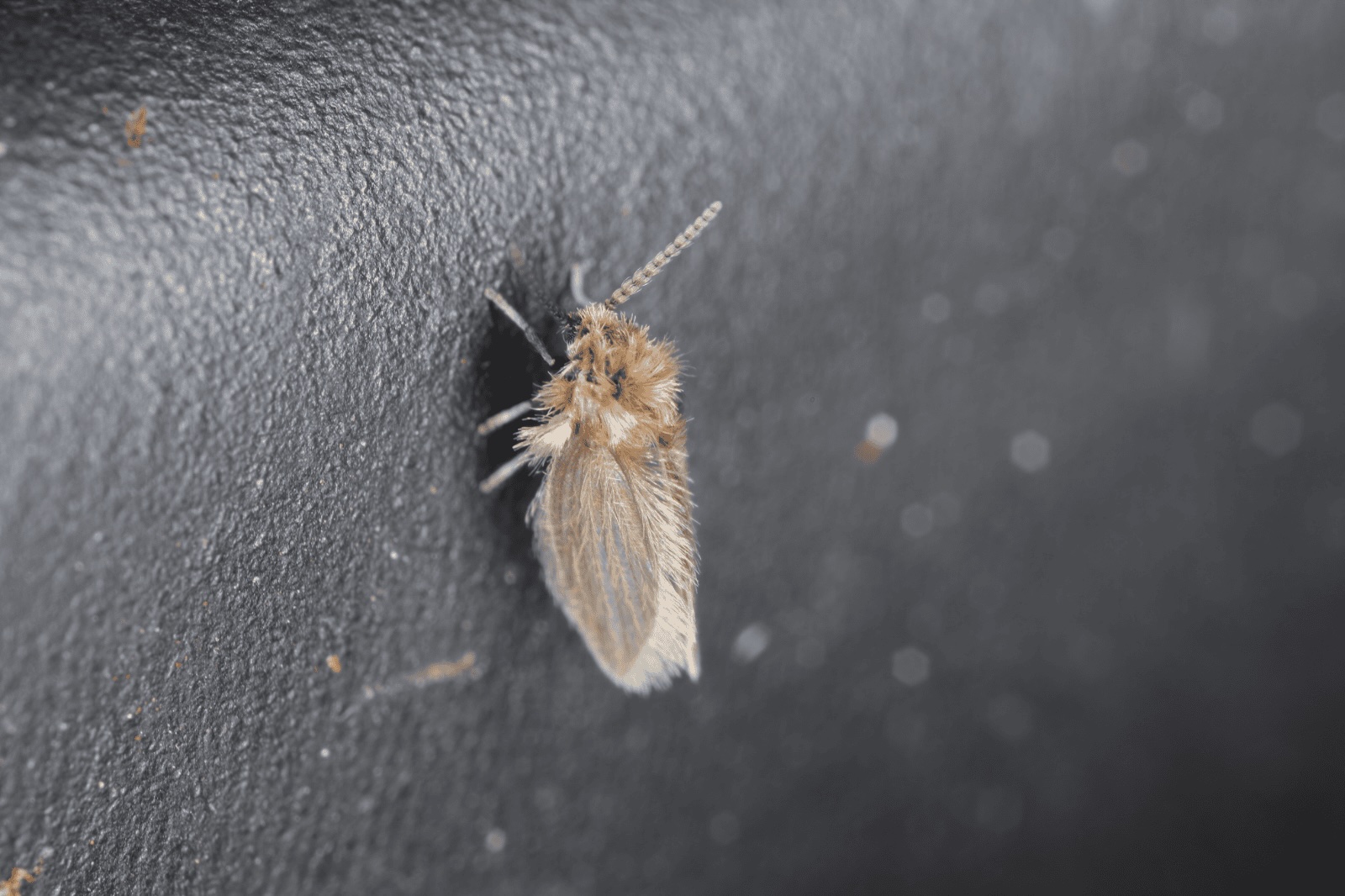 Rioolvlieg motmug | GUIDO DE WEVER, WANNEER DE SERVICE TOP MOET ZIJN